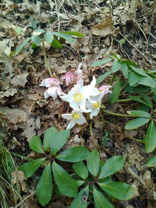 Prealpi Carniche: Helleborus niger L.